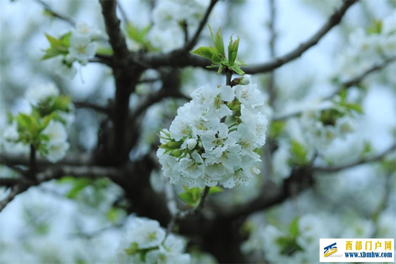 四月来陕西眉县赴一场樱花之约(图2) 四月来陕西眉县赴一场樱花之约(图2)
